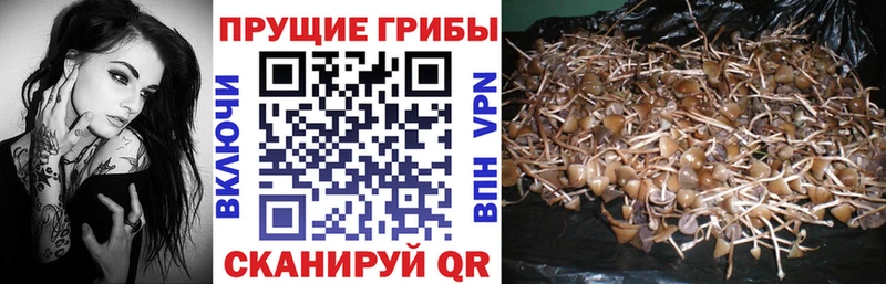 Купить закладки  Лянтор  Галлюциногенные грибы Cubensis 
